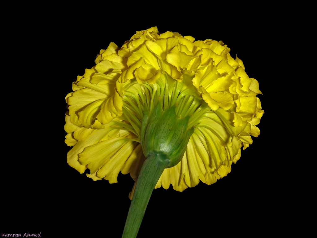 Mexican marigold
